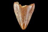 Unusual, Serrated Crocodylomorph Tooth - Morocco #72756-1